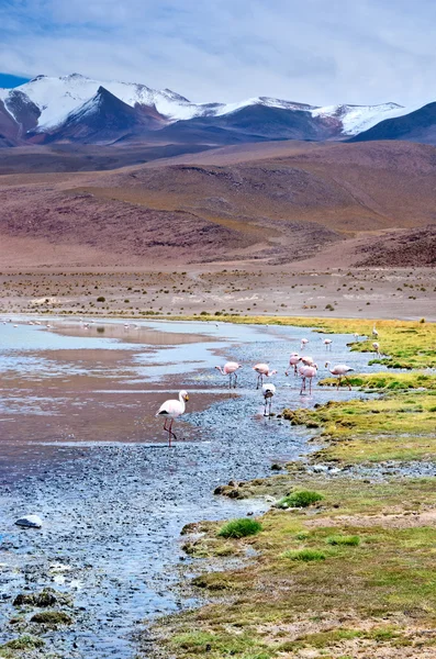 Flamingos in laguna, Bolivia — Stock Photo, Image