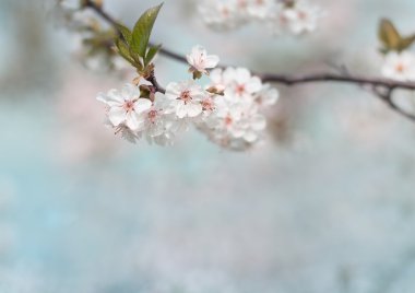 Beyaz kiraz ağacı çiçek bahar