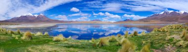 Lake Hedionda pembe flamingo