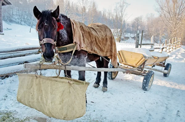 Pferd in den Karpaten — Stockfoto