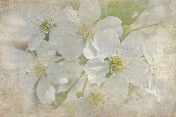 Pohlednice z jara květ — Stock fotografie