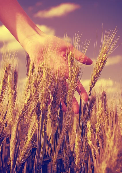 Bir buğday tarlasında el. — Stok fotoğraf
