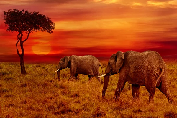 Olifanten bij zonsondergang achtergrond — Stockfoto