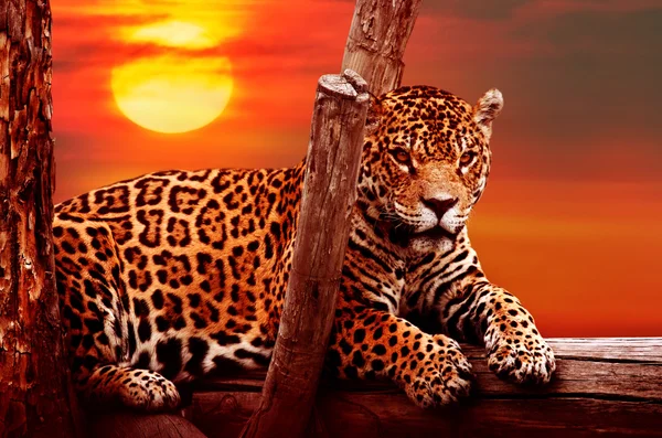 Jaguar sentado ao pôr do sol — Fotografia de Stock