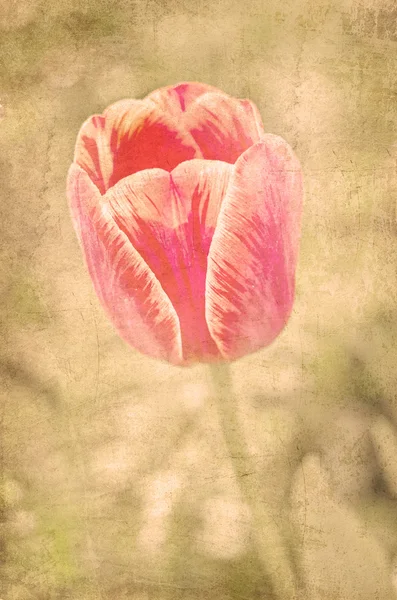 Pohlednice z jarní Tulipán — Stock fotografie