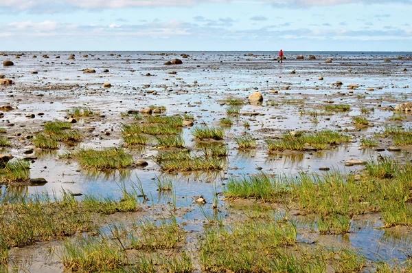 Узбережжя білого моря, Соловках, Росія — стокове фото