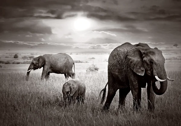 Elefanten beim afrikanischen Sonnenuntergang — Stockfoto