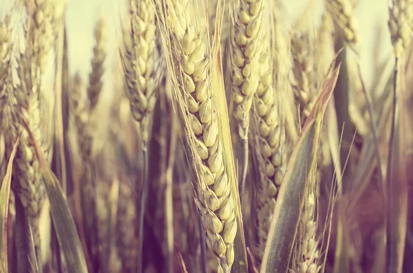 Grano coltivato in campo . — Foto Stock