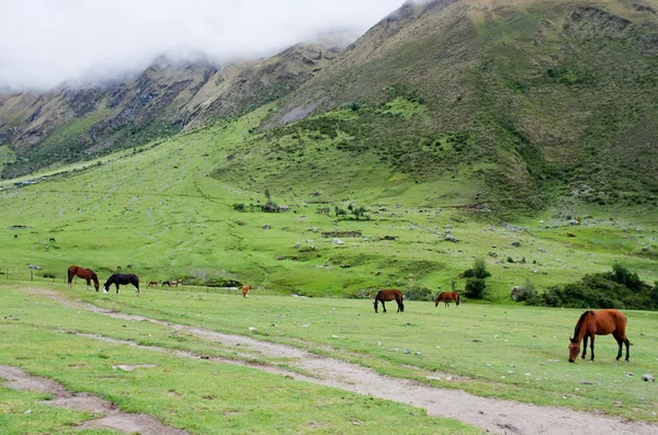Trekking di pegunungan, Peru — Stok Foto