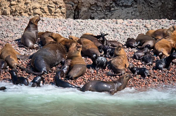 Seals on Ballestas Islands, Paracas. Peru — Stock Photo, Image