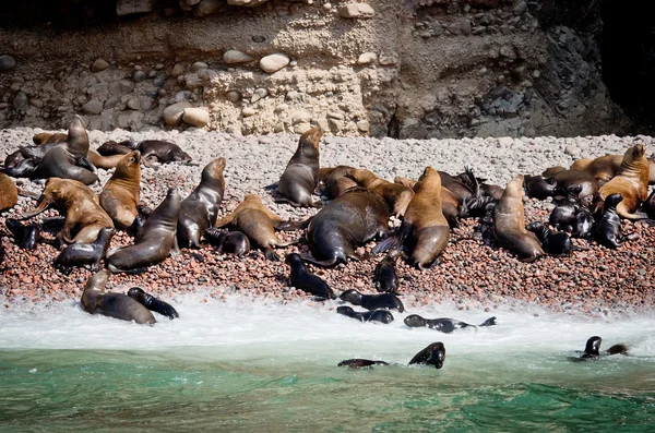 Těsnění na ostrovech Ballestas, Paracas. Peru — Stock fotografie