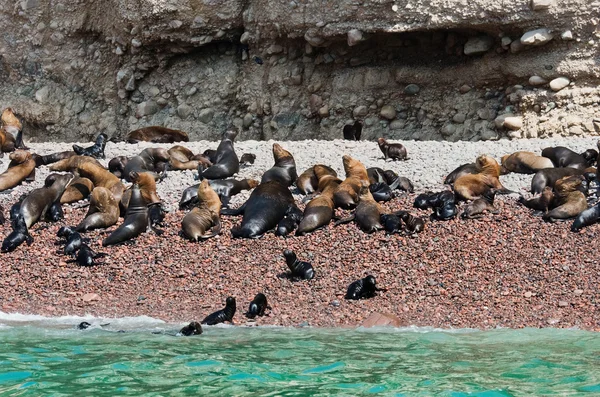 Těsnění na ostrovech Ballestas, Paracas. Peru — Stock fotografie