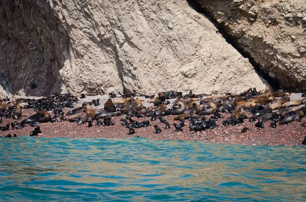 Uszczelki na wyspy Ballestas, Paracas. Peru — Zdjęcie stockowe