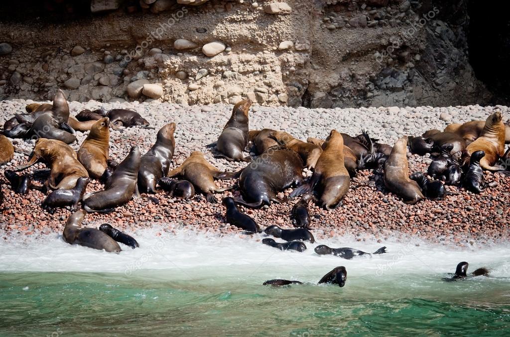 Seals on Ballestas Islands, Paracas. Peru ⬇ Stock Photo, Image by