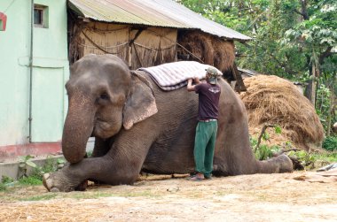 Fil Chitwan Milli Parkı, Nepal