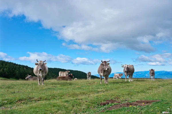 Krávy na louce v létě — Stock fotografie