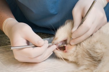 Veterinariancleaning diş kedi 
