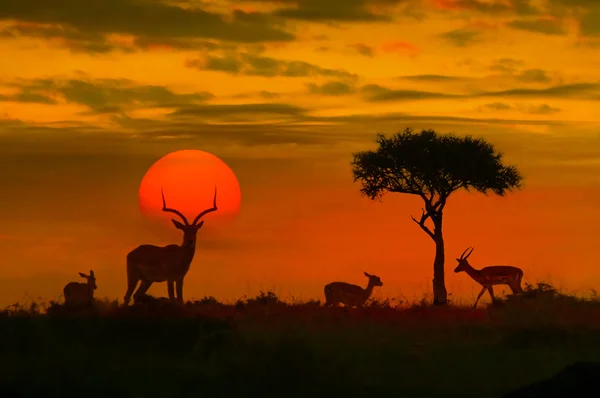 Pôr do sol africano com silhuetas — Fotografia de Stock