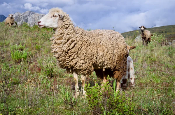 Moutons en montagne dans la vallée — Photo
