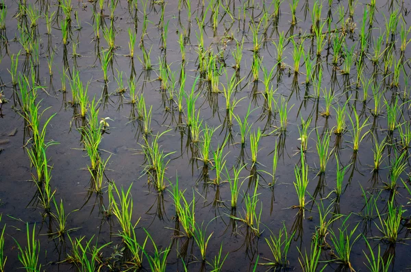 Brotes de arroz en crecimiento — Foto de Stock