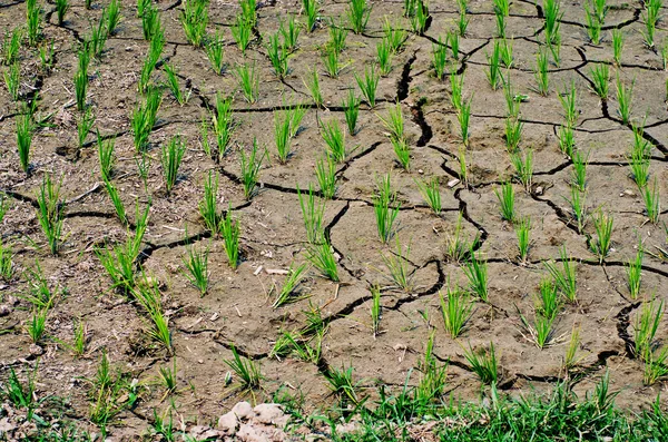 Arroz cultivado en el campo — Foto de Stock