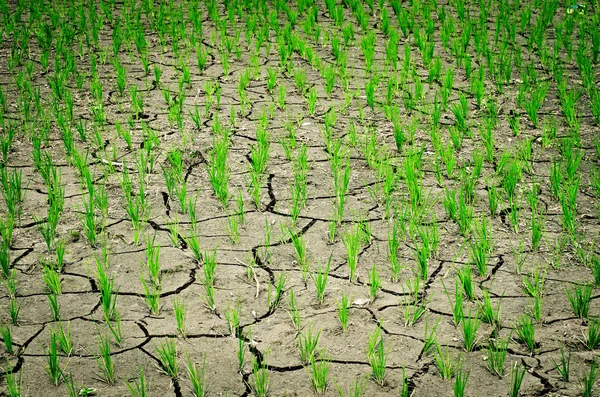 Reis wächst auf dem Feld — Stockfoto
