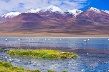 Laguna pembe flamingo