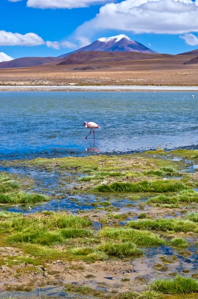 Roze flamingo in laguna — Stockfoto