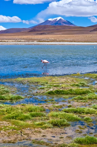 Flamant rose en lagune — Photo