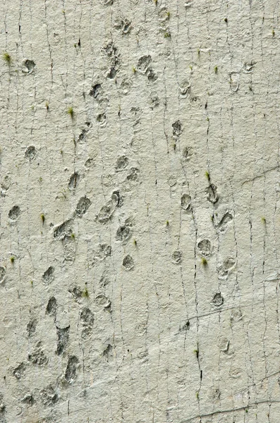 Динозавр треки на стіні Cal Orko — стокове фото