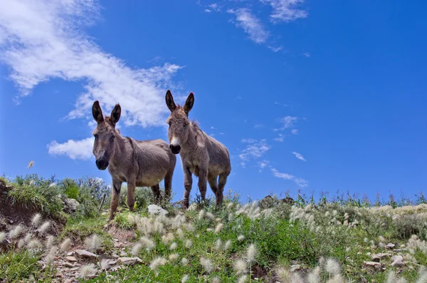 Grijze ezels op het platteland — Stockfoto