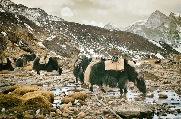 Yaks en el sendero cerca del campamento base del Everest — Foto de Stock