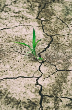 kuru arazi yeşil bitki