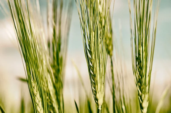 熟小麦穗 — 图库照片
