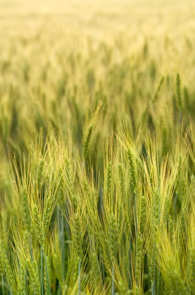 Schöner goldener Weizen — Stockfoto