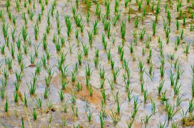  alanında büyüyen pirinç 