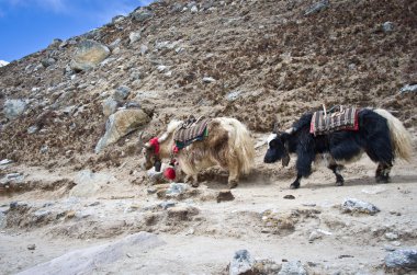 Everest Base Camp yakınındaki yaks