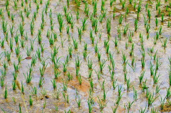 Alanında büyüyen pirinç — Stok fotoğraf