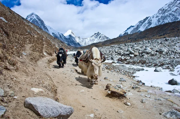 Everest Base Camp yakınındaki yaks — Stok fotoğraf