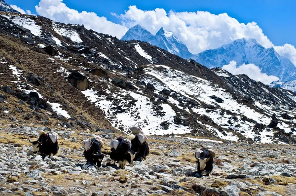 Yaks près du camp de base Everest — Photo