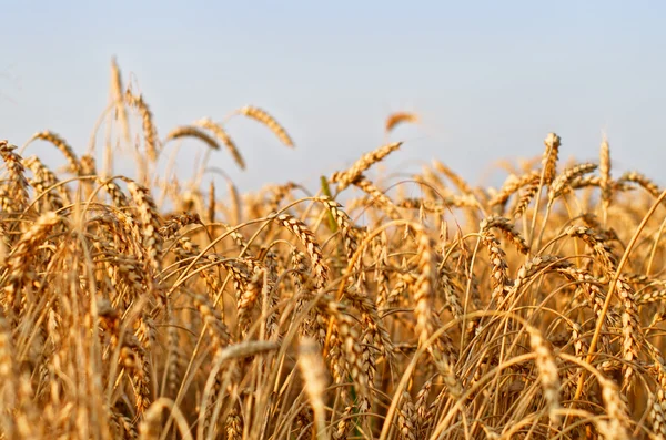 Schöner goldener Weizen — Stockfoto