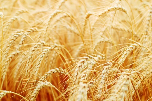 Schöner goldener Weizen — Stockfoto