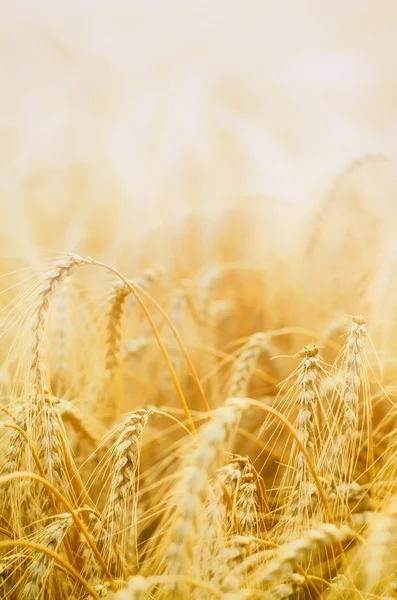 Piękny złoty pszenicy — Zdjęcie stockowe