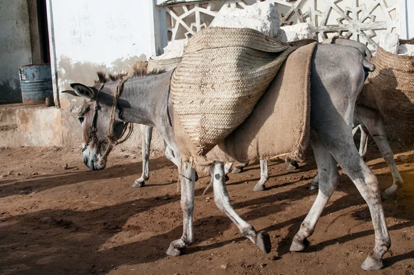 Donkey transport Stock Photos, Royalty Free Donkey transport Images | Depositphotos Donkey transport Stock Photos, Royalty Free Donkey transport Images | Depositphotos