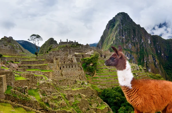 Lama en Machu Picchu — Foto de Stock