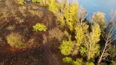 Sonbahar doğasında koşan kadının hava aracı videosu.