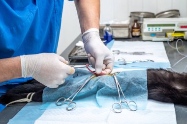 Veteriner cerrahı veteriner kliniğinde kediyi kısırlaştırıyor.
