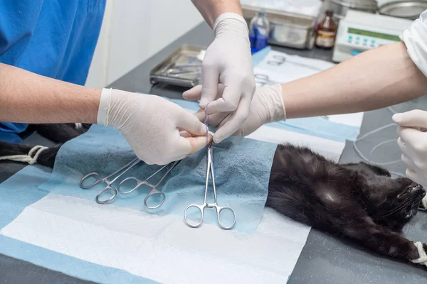 Állatorvos Macskát Ivartalanít Állatorvosi Klinikán — Stock Fotó