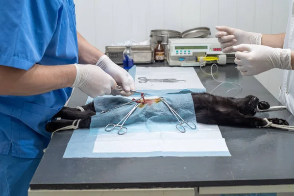 獣医の外科医が獣医の診療所で猫を看護 — ストック写真