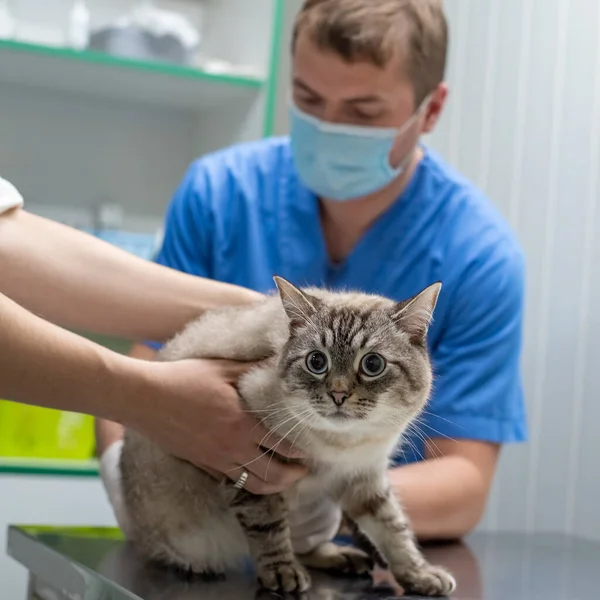 獣医師が診療所のテーブルで猫を調べる — ストック写真